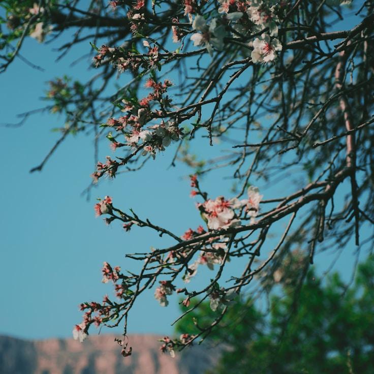 Snowy alpine wilderness landscape